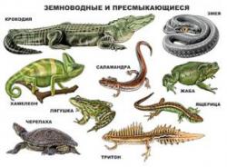 Плакат А2 Земноводные и пресмыкающиеся 978-5-378-07779-3 Проф-Пресс