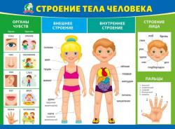 Плакат А2 МП 070.970 Строение тела человека