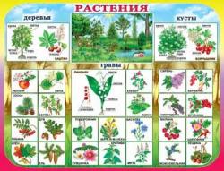 Плакат А2 СТЕЗЯ 1ПЛ-250 Растения